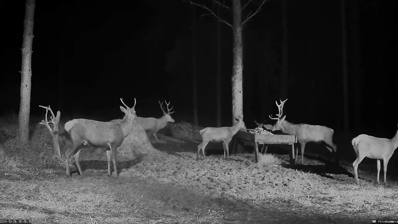 Hirvekaamera, October 2024, red deer