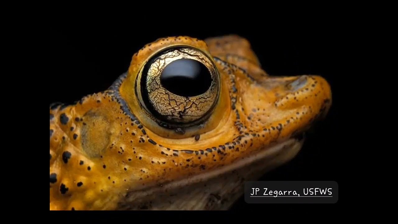 SAPO CONCHO / Puerto Rican Crested Toad / (Peltophryne lemur)