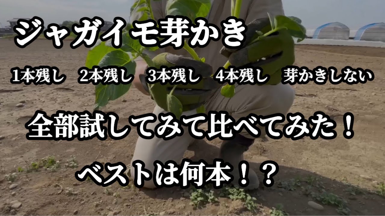 【ジャガイモ栽培の芽かき】何本残しがベスト？1本残しから芽かきしない、5通りのじゃがいもを収穫して検証してみました【家庭菜園】