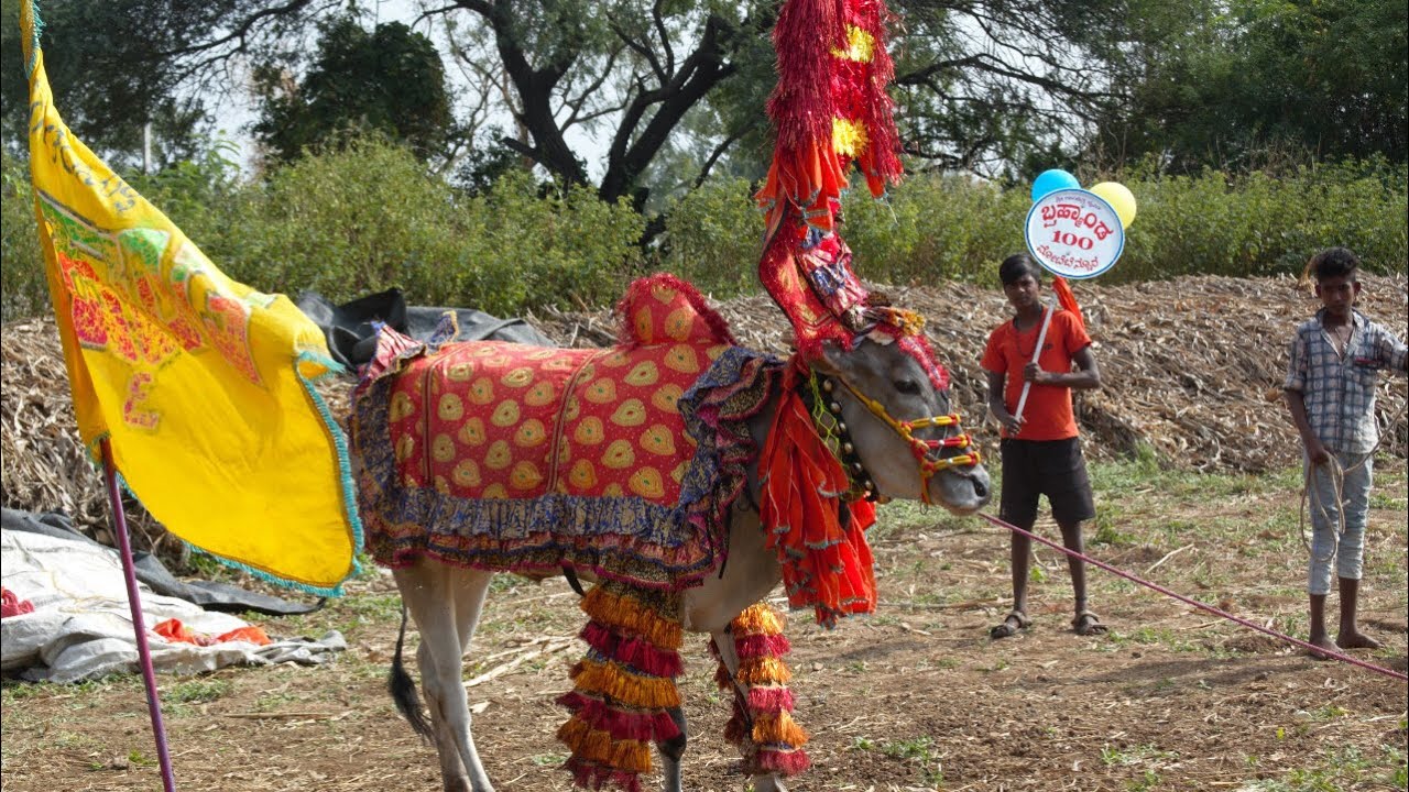 Motebennur Brahmanda 100 Dancing, Hallikar bull Hori habba Jallikattu