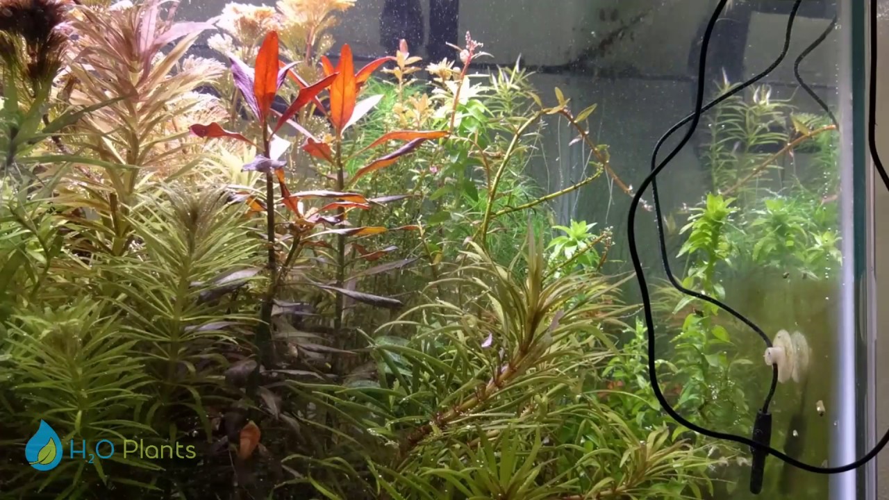 AQUARIUM PEST, CHINA MARKED MOTH | DAILY TRIM 2