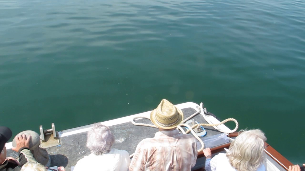 Bottle-nose Dolphins @ Puffin Island with Seacoast Safaris