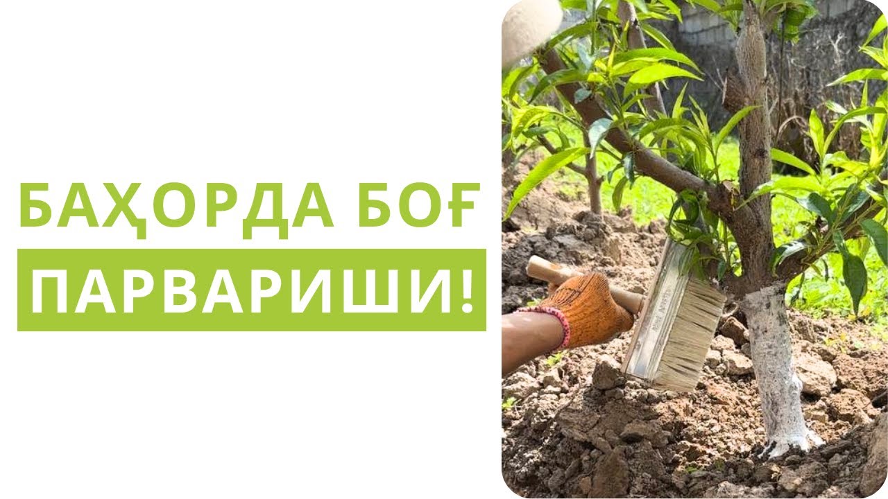 БАҲОРДА МЕВАЛИ ДАРАХТЛАРНИ ПАРВАРИШ ҚИЛИШ!