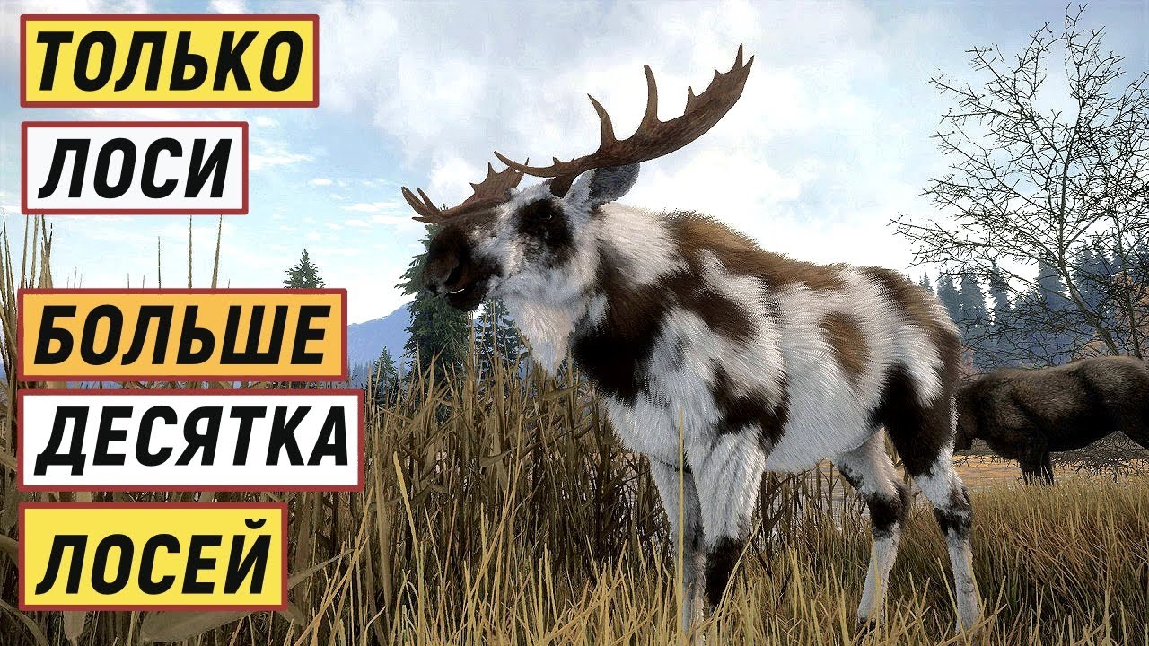 TheHunter Call of the Wild - ОХОТА только на ЛОСЕЙ.  Интересный ЭКЗЕМПЛЯР # 141