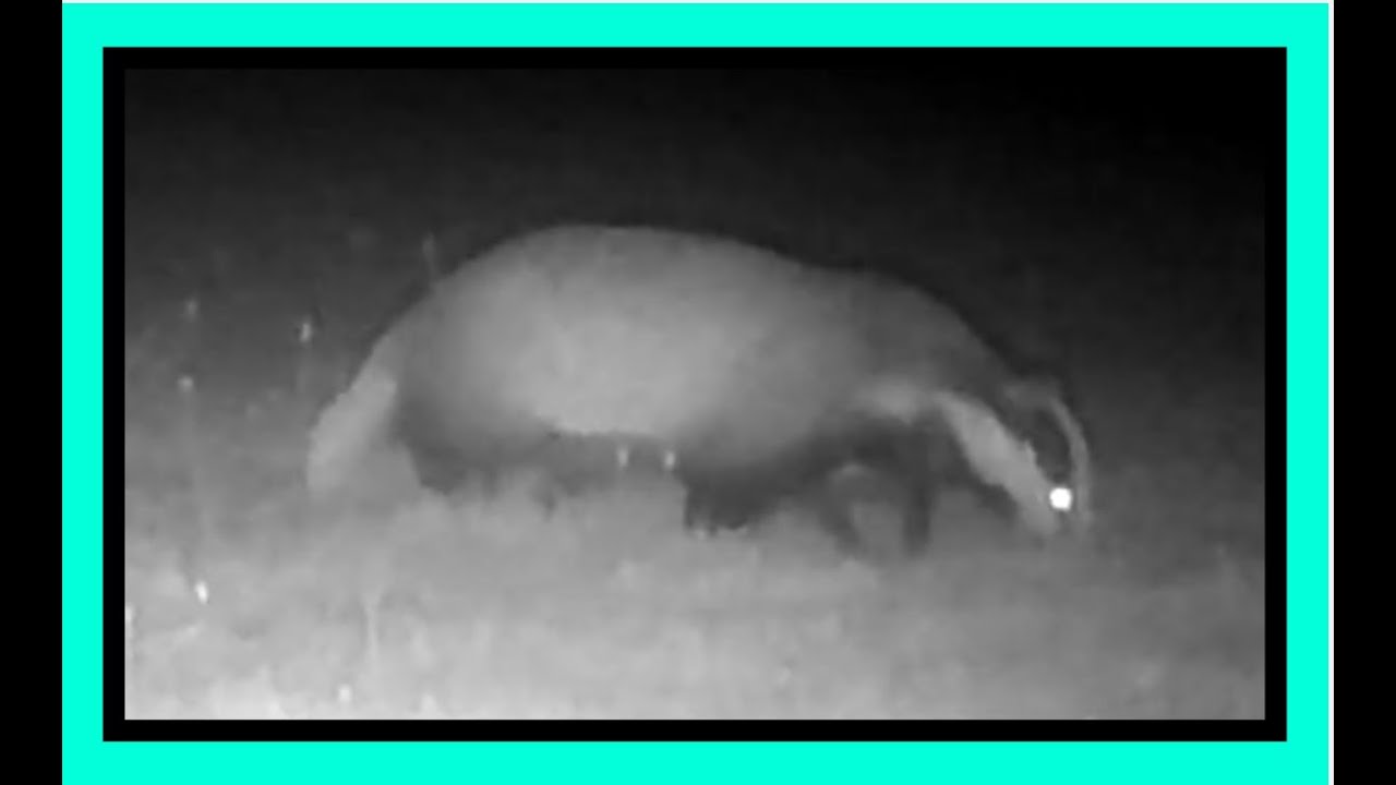 Bunny Fox and Badger in the rain on garden night vision camera - 6 SEPT 2025