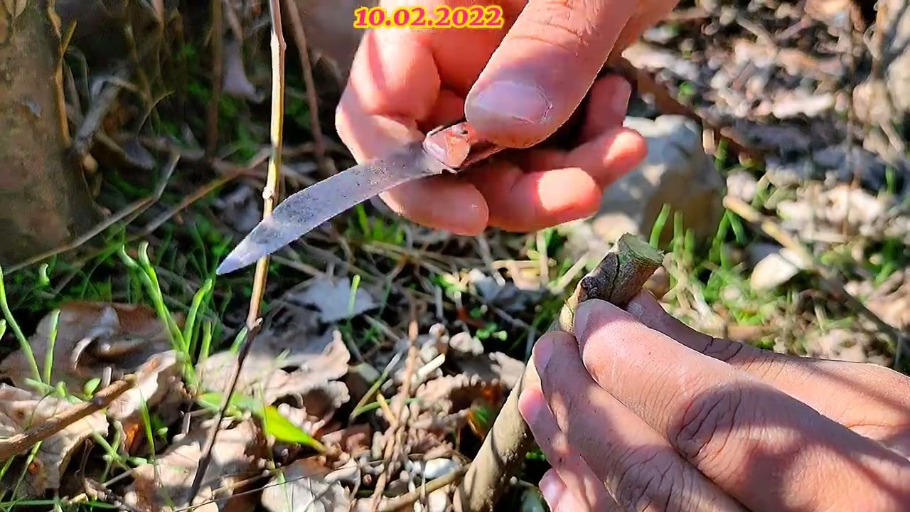 Chip budding of fig plant | fig Grafting