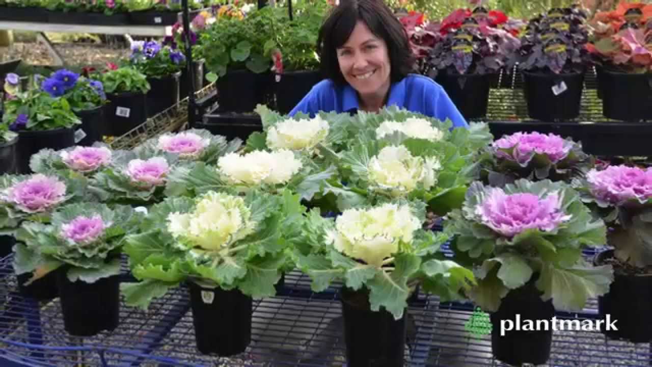 Brassica oleracea Acephala (Ornamental Kale) at Plantmark Wholesale Nurseries