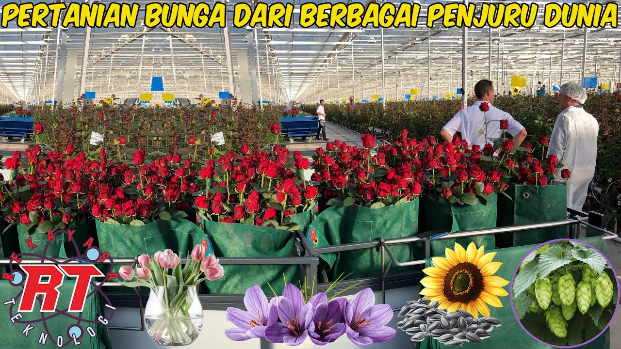 KOMPILASI PERTANIAN BUNGA MODERN YANG MEMANJAKAN MATA  TEKNOLOGI & TRADISI DARI EROPA HINGGA AMERIKA
