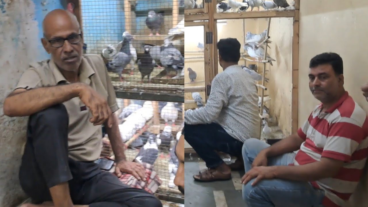 Jama Masjid kabootar shop Delhi🕊Gole Patiyala  Siraji Kabra Madrasi Panjabi kabutar Market Old Delhi