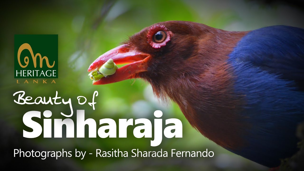Beauty of Sinharaja Forest Reserve