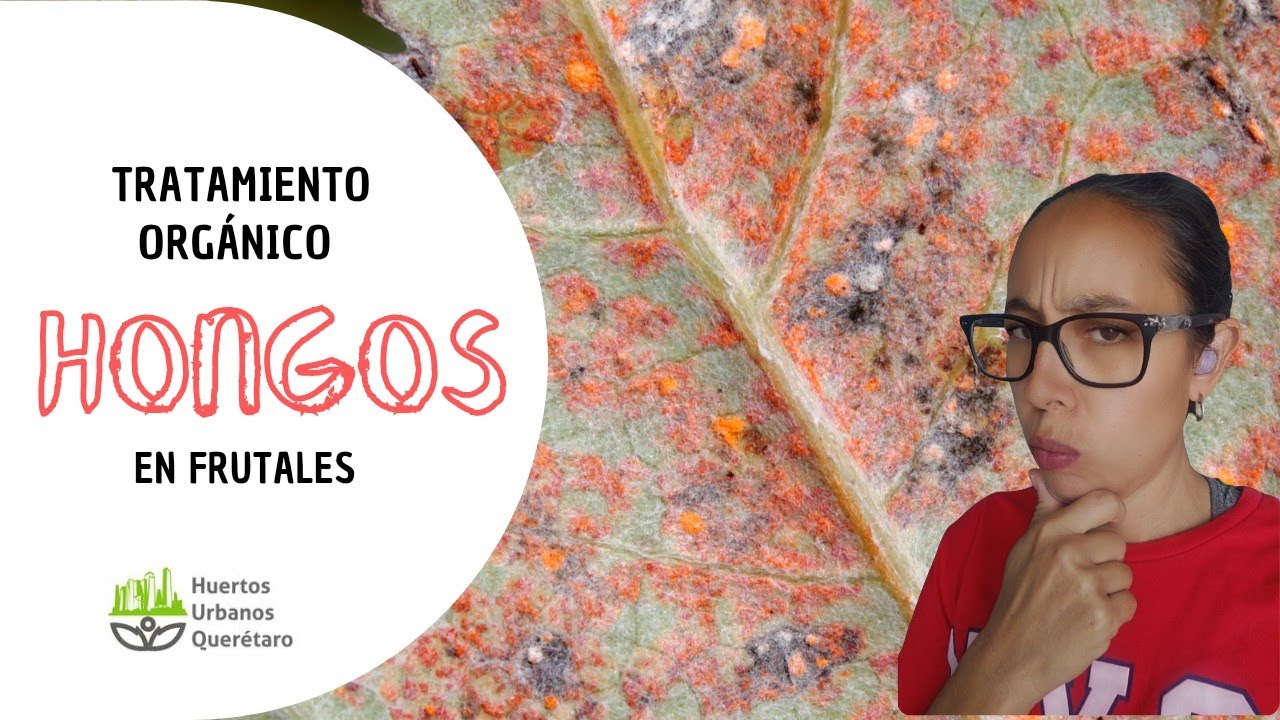 Tratamiento ORGÁNICO de HONGOS en FRUTALES 🌳