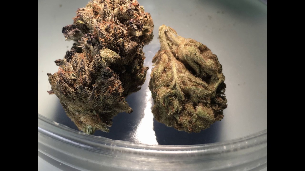 Seed-Test-Strain 1/12 Aurora Ch. Nr.19-133 Review  Mikroskop 10-160X