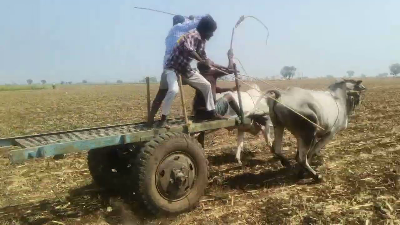 కొణిదెల ఒంగోలు జాతి ఎద్దుల పరుగు పందెం పోటీలో 2వ జత 