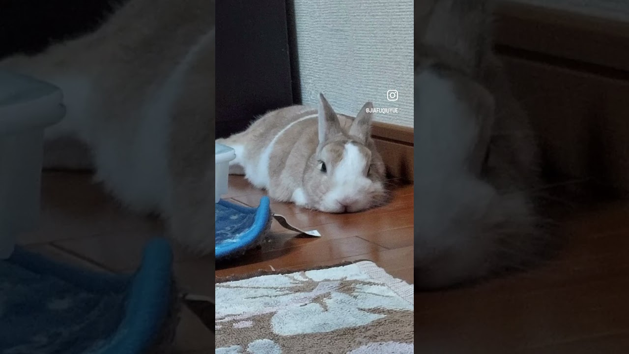 先代🐰との思い出🐰