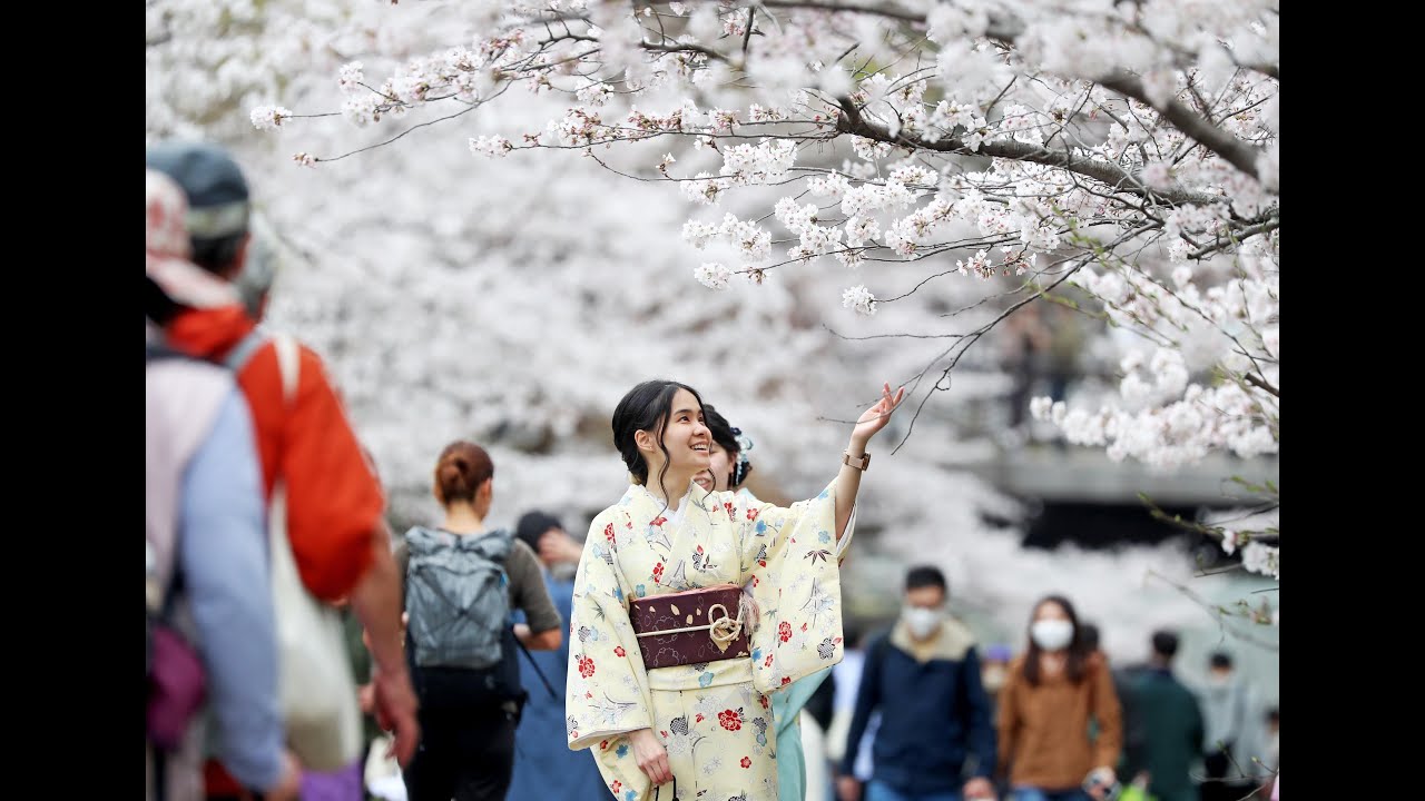 【桜列島2023】桜満開　観測史上最速に・京都