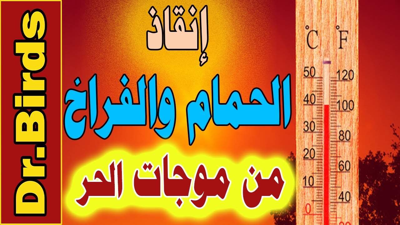 وقاية الحمام من الحر والإجهاد الحراري في الصيف