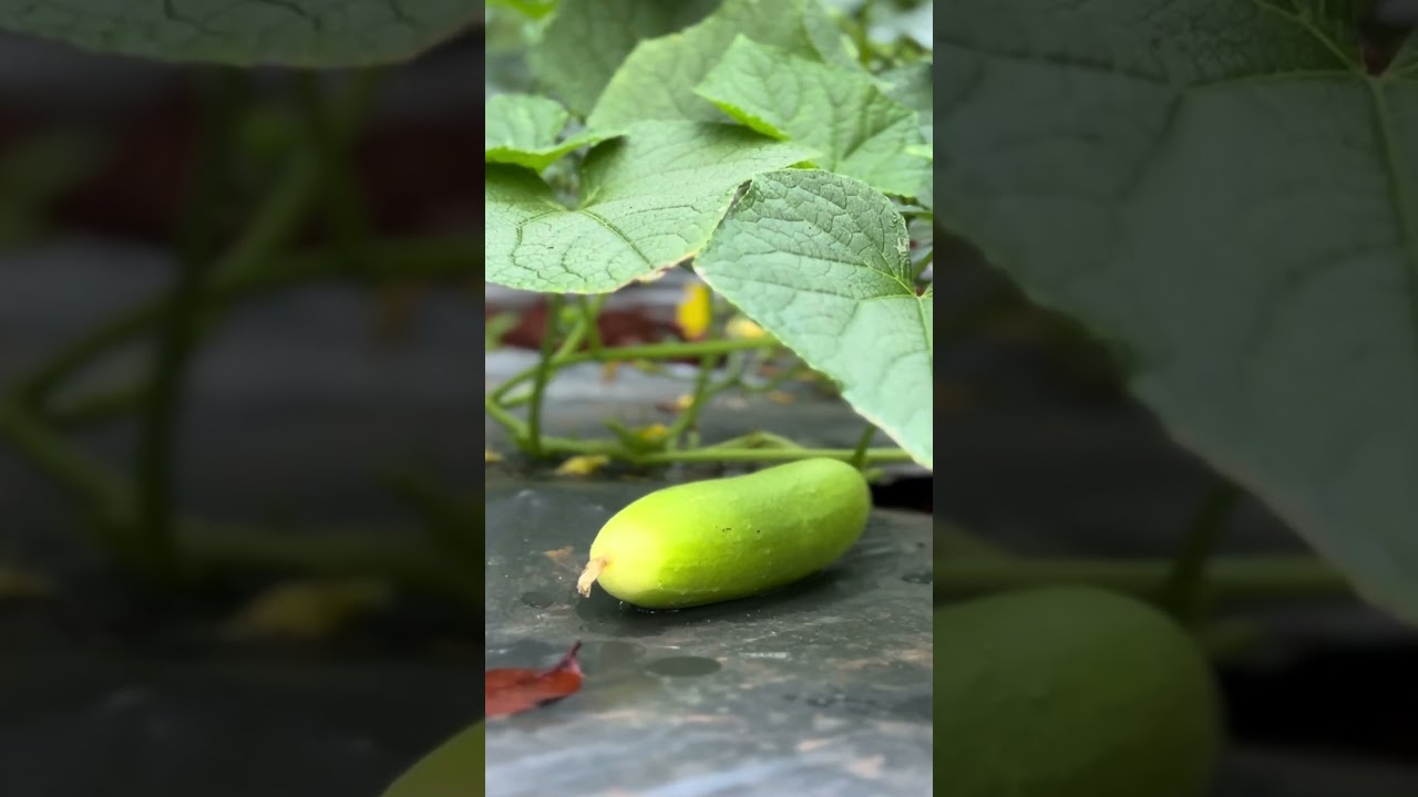 Our First Organic Harvest  #KeralaFarming #OrganicKerala