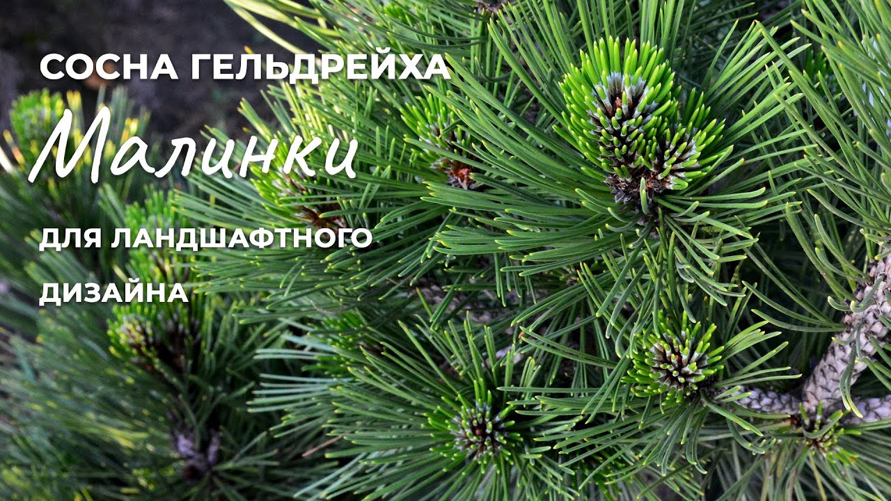 Сосна Гельдрейха Малинки: утонченный сорт