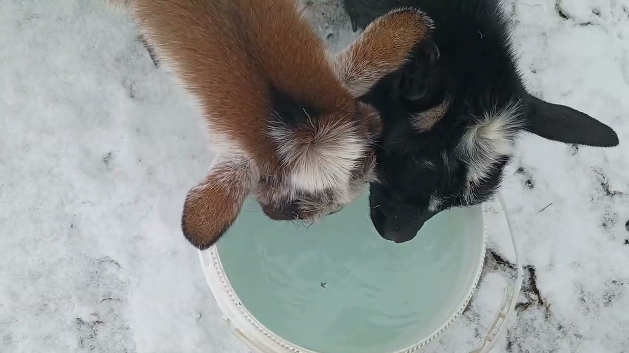 С добрым утром и хорошим настроением .Good morning and have a great day!