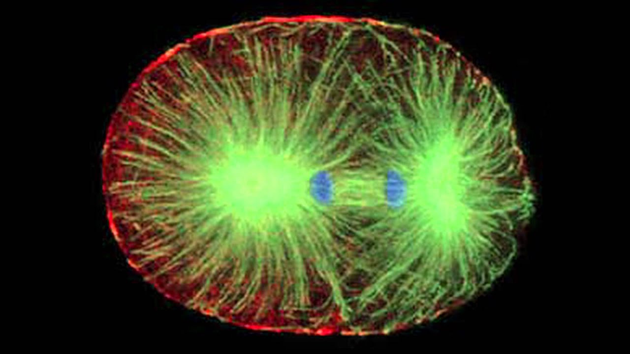 Confocal Microscope