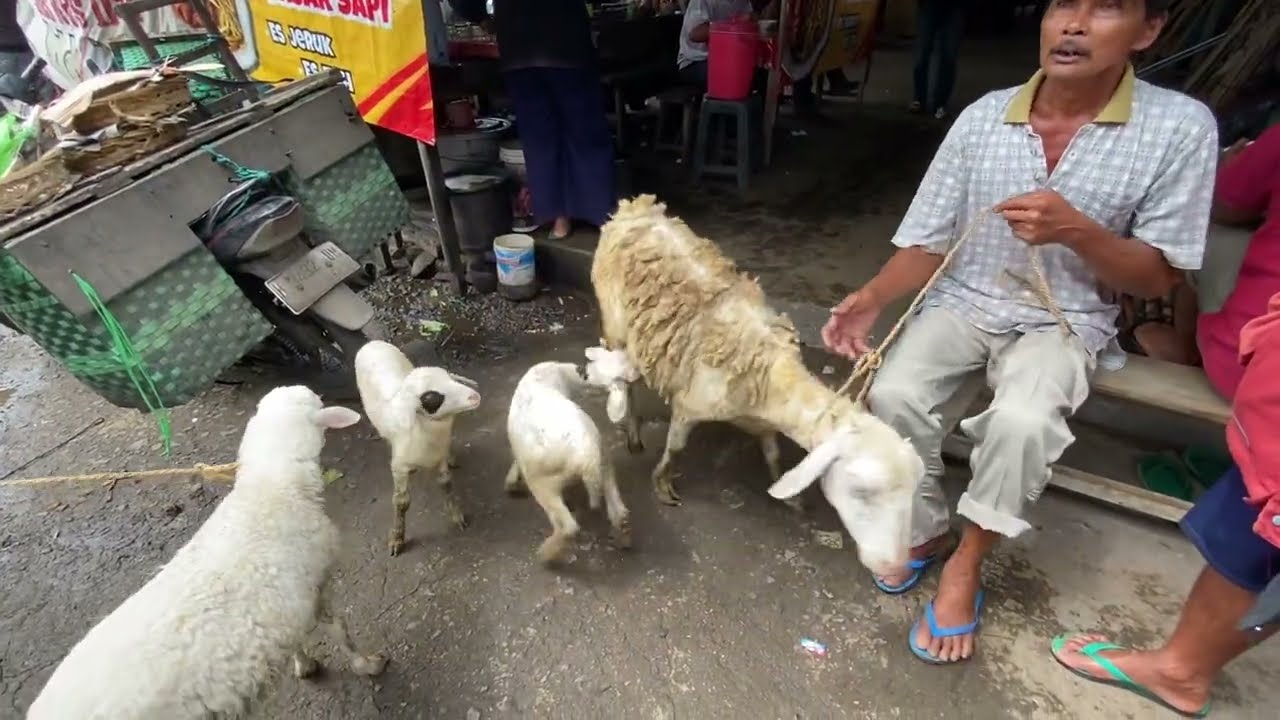 Harga Domba 150 Ribu Murah, Pasaran Harga Bakalan Babon Anak Domba, Kambing Pasar Muntilan Magelang 
