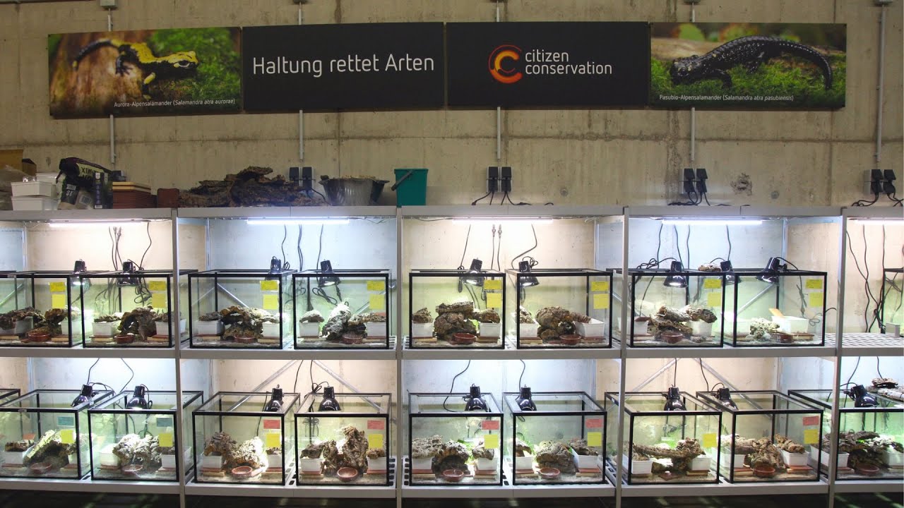 Aus der Not eine Tugend: Kompetenzzentrum Alpensalamander