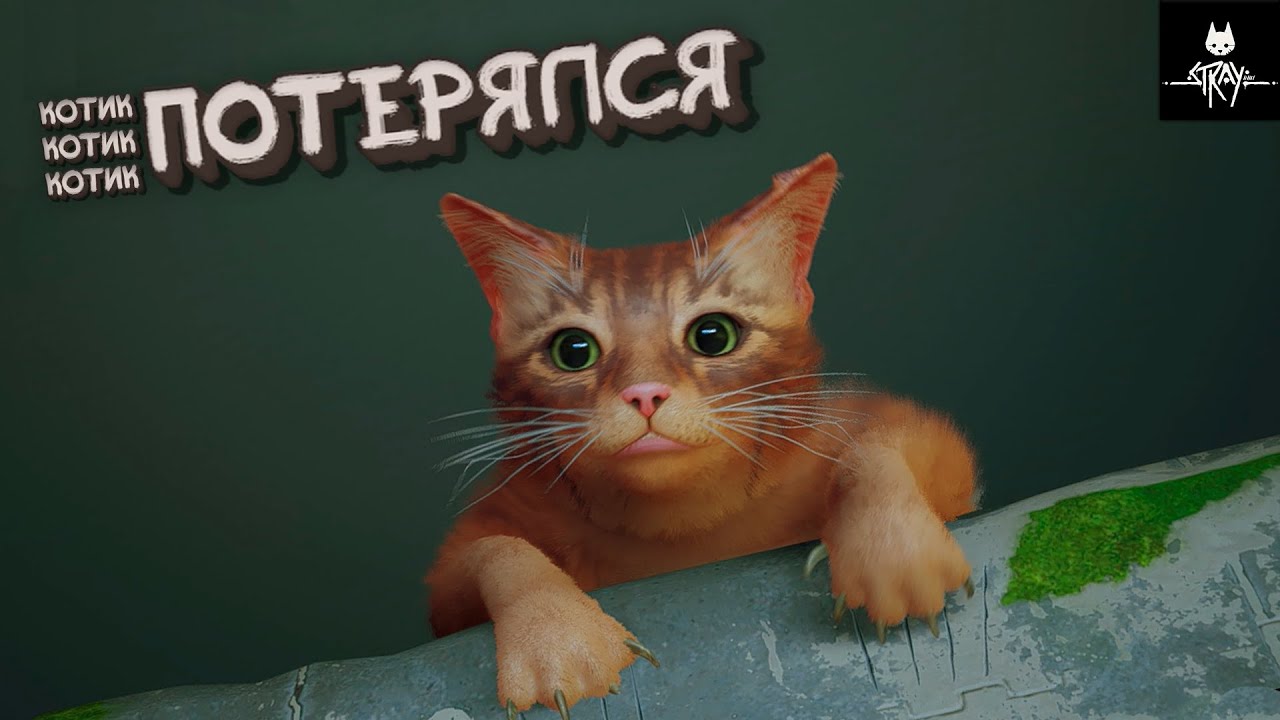 Котик потерялся - Stray #1