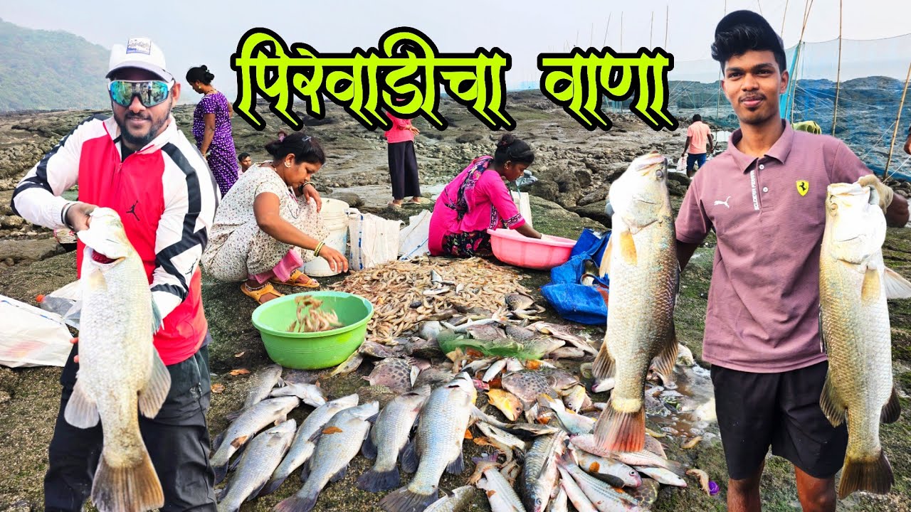 पिरवाडीला खडकात लावला वाणा | BiG Biggest Barramundi | Fishing | कोळंबीचा पाऊस | वड्यान भरल्या गोणी 