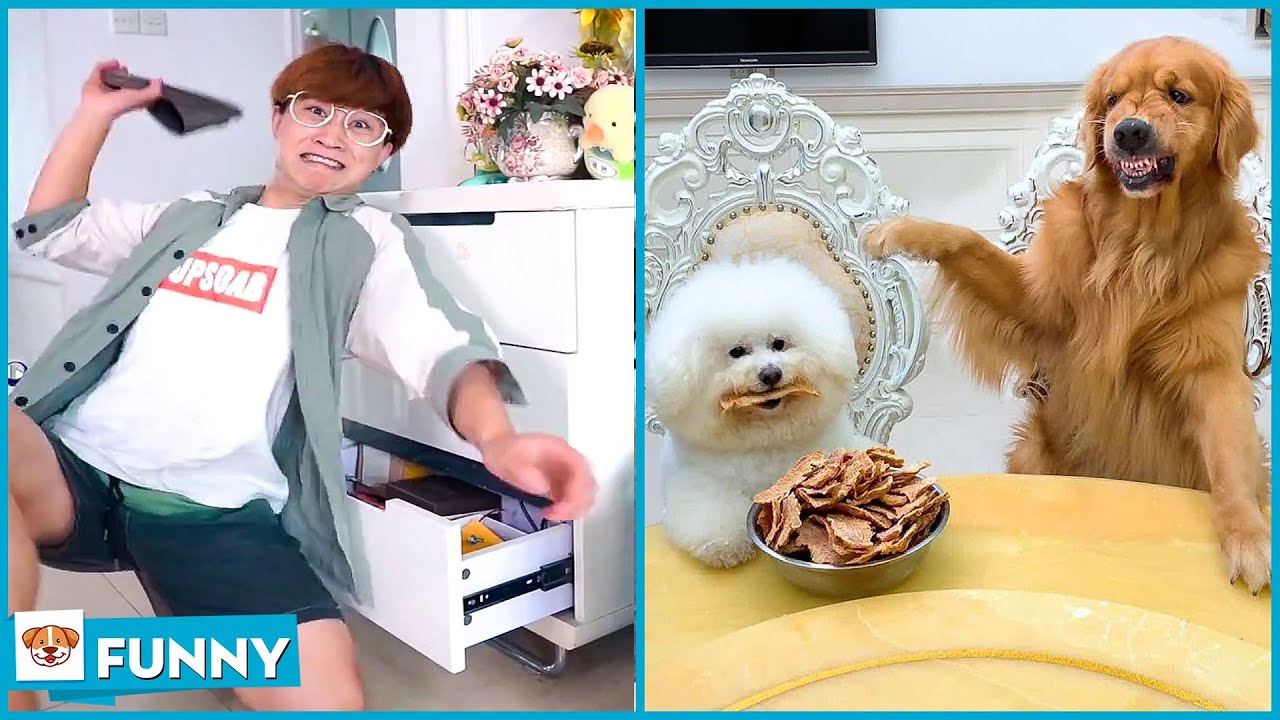 Don't let Dong Yang be angry! - Dog Funny Moments 2021 V14 - Dogs funny video