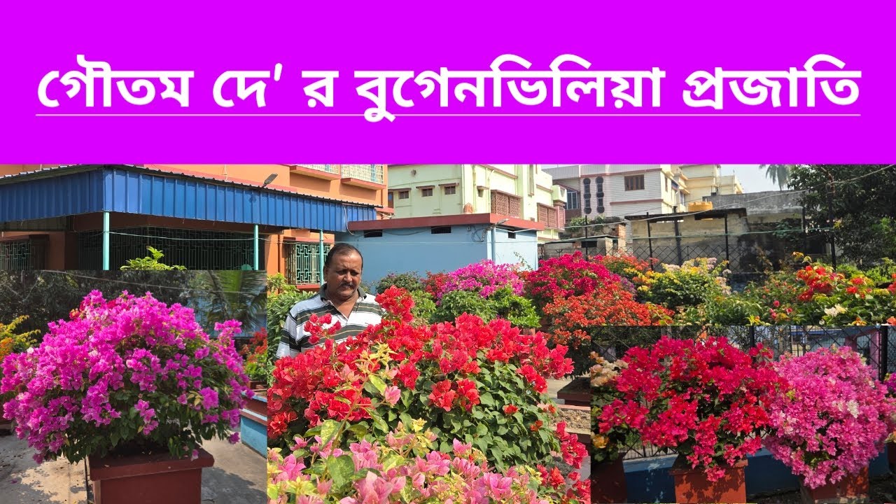 গৌতম দে র বুগেনভিলিয়া প্রজাতি|| Bougainvillea Variety Of Famous Bougainvillea Grower Goutam Dey ||