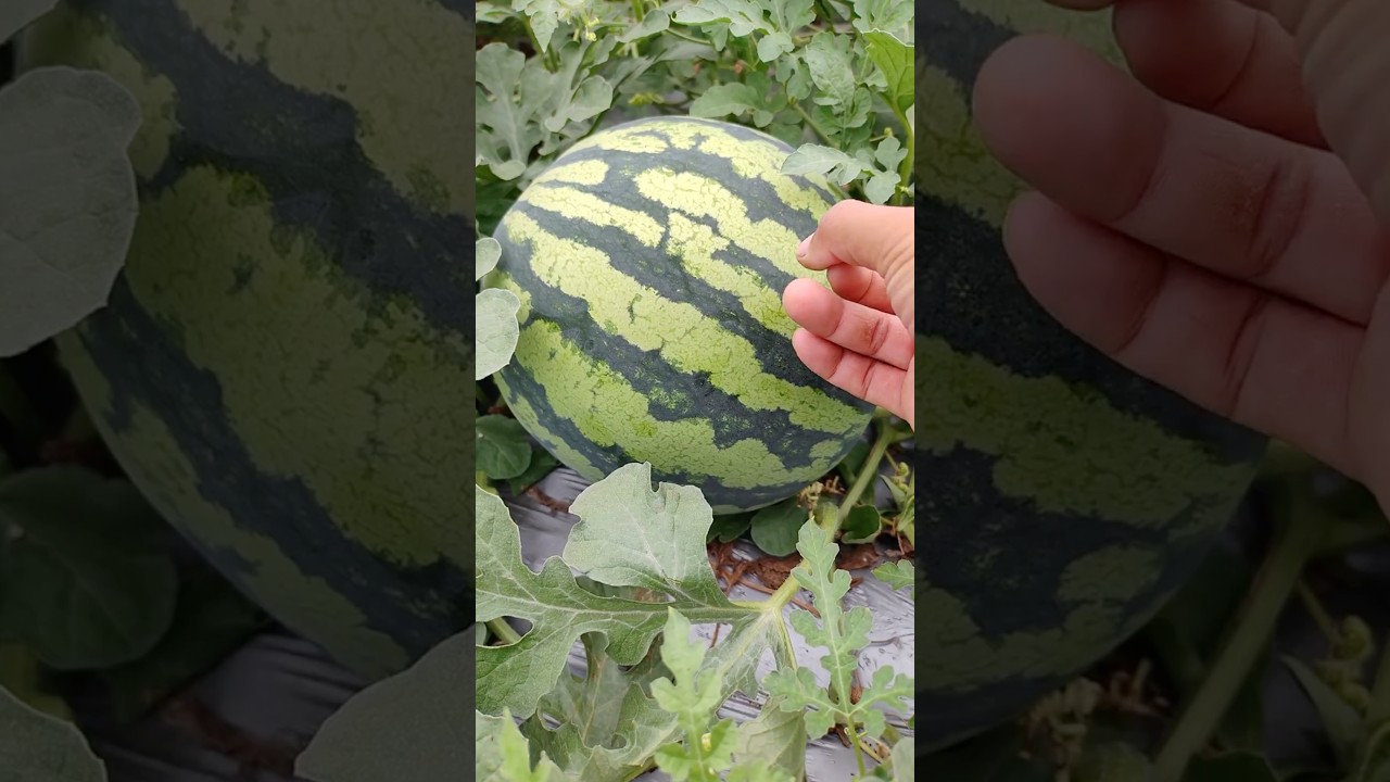 How to Test If a Watermelon is Ripe by Sound #farmingtech @RomFarm