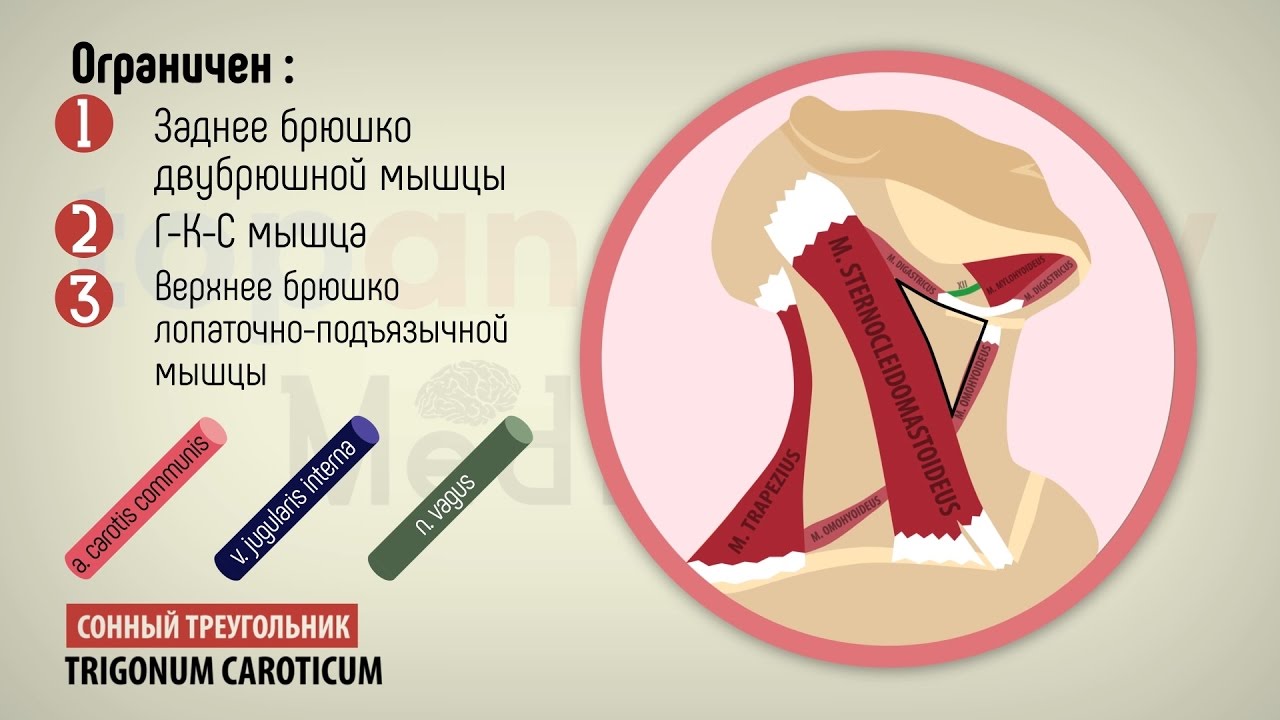 Треугольники шеи
