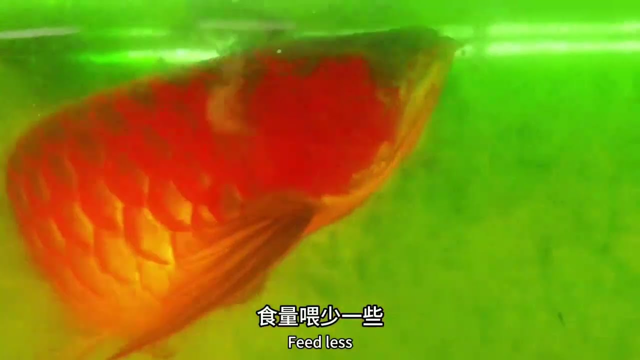 从0养龙鱼第186集（龙鱼白便)