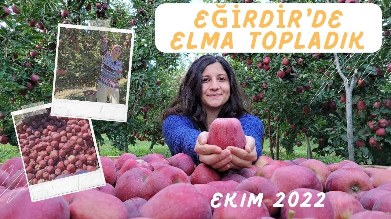Meşhur Eğirdir elmasını topladık.