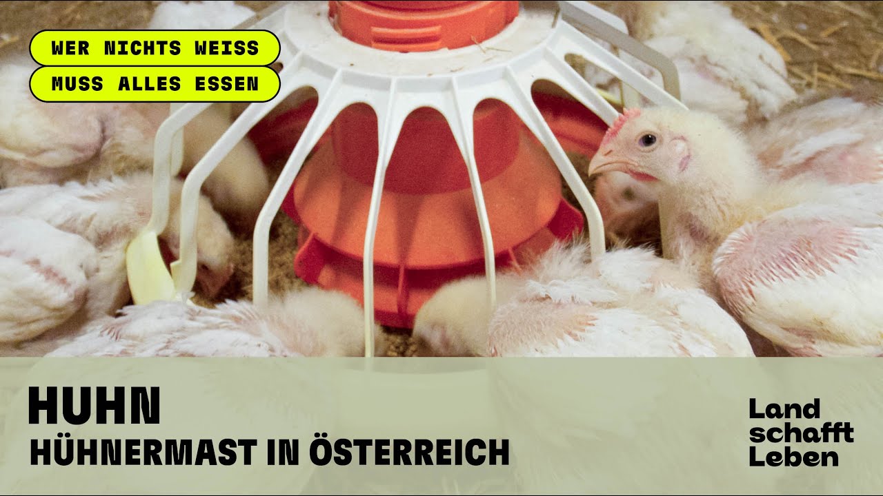 HUHN (1/5) - Hühnermast in Österreich