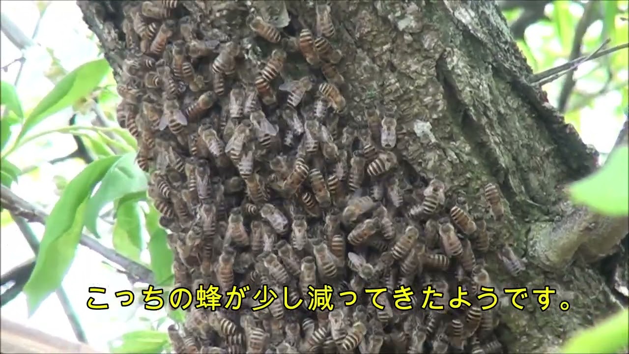 令和7年４月5日　分蜂①
