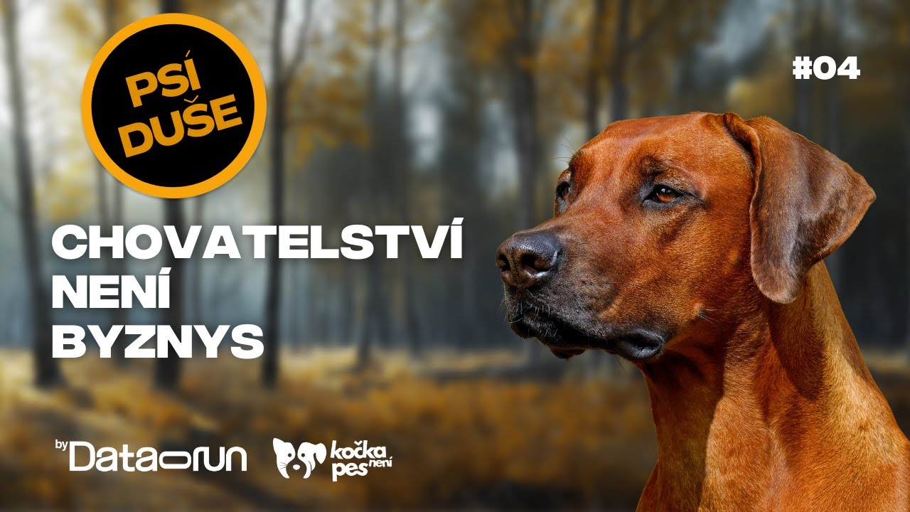 Chov psů není byznys. Je to odpovědnost na celý psí život | Psí duše #03