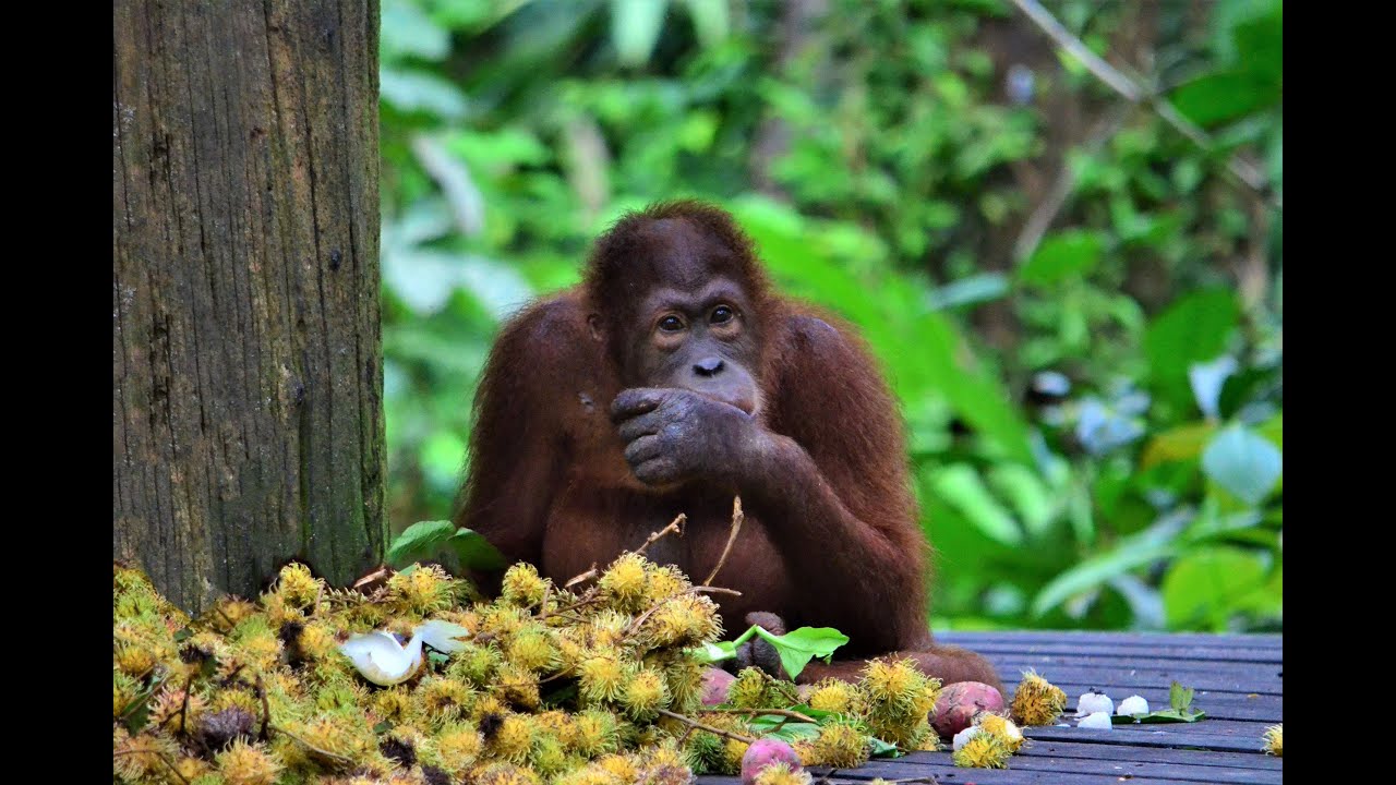 Viaggio nel BORNEO MALESE (2): il SABAH - Kota Kinabalu - Sandakan - Kinabatangan - Pulau Mataking