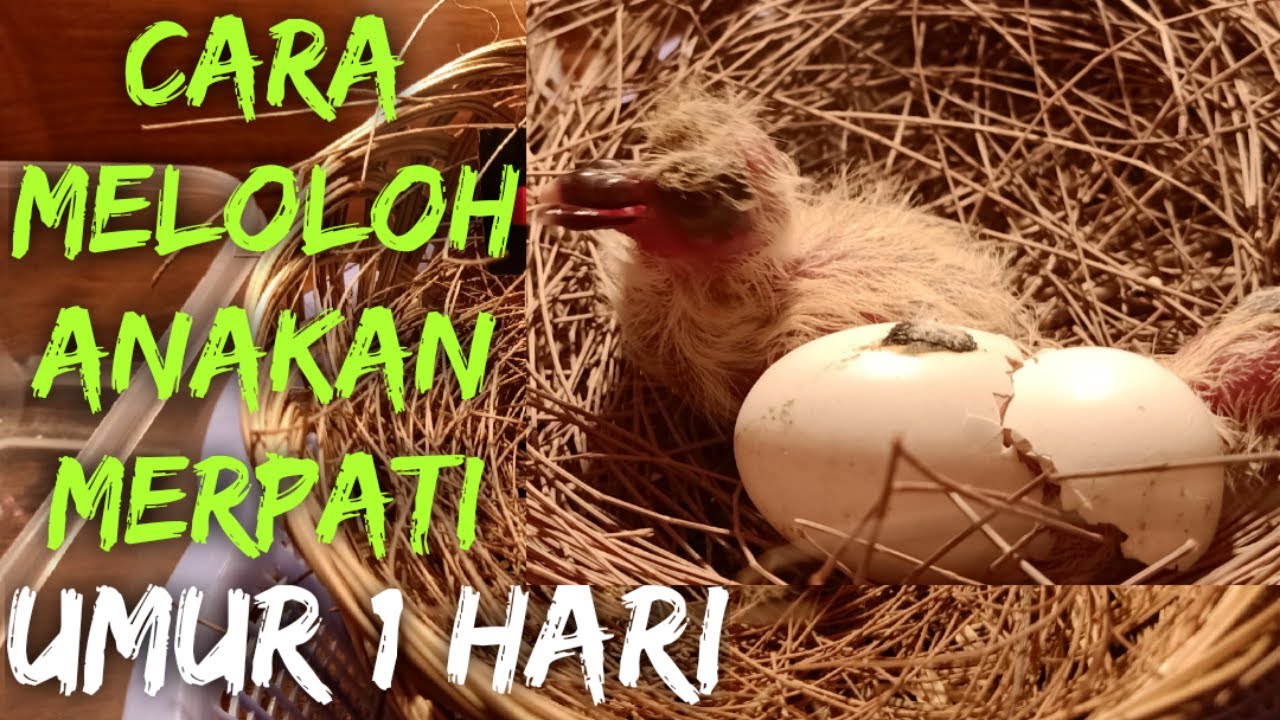 Cara Meloloh Anakan Merpati Umur 1 Hari