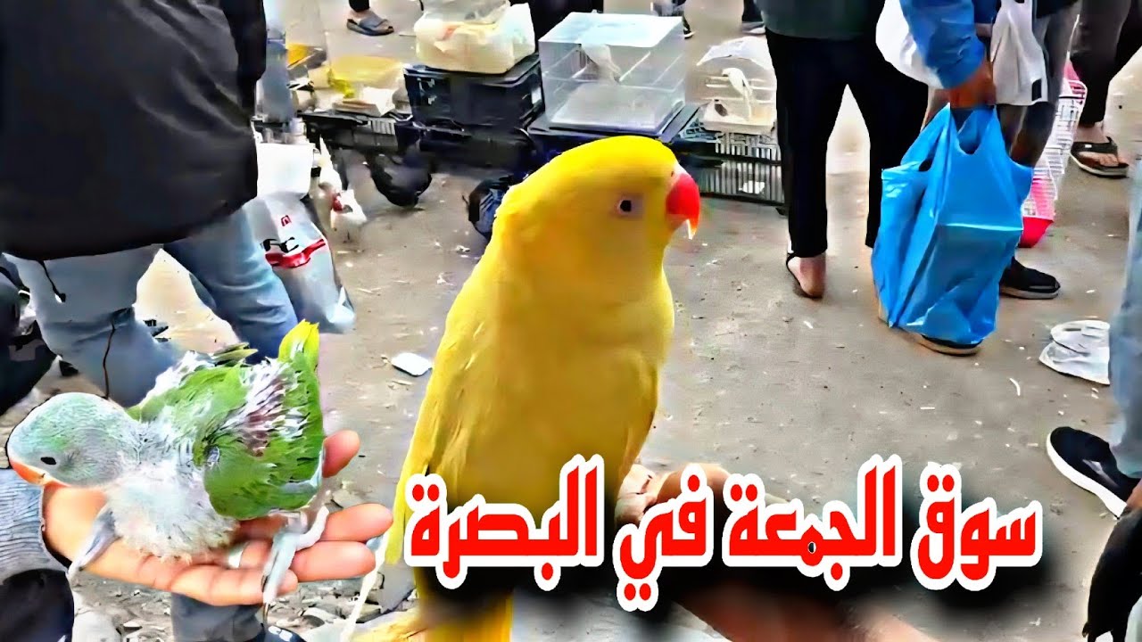 سوق الجمعة في البصرة أسعار الطيور #أحمد_مهدي 