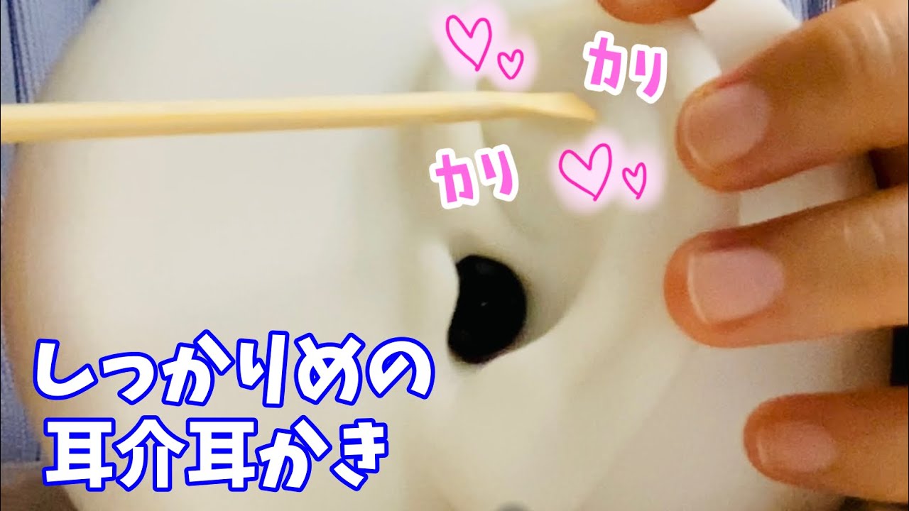 【ゆるっとASMR】しっかり耳介耳かき👂💕 Auricle earpick long version
