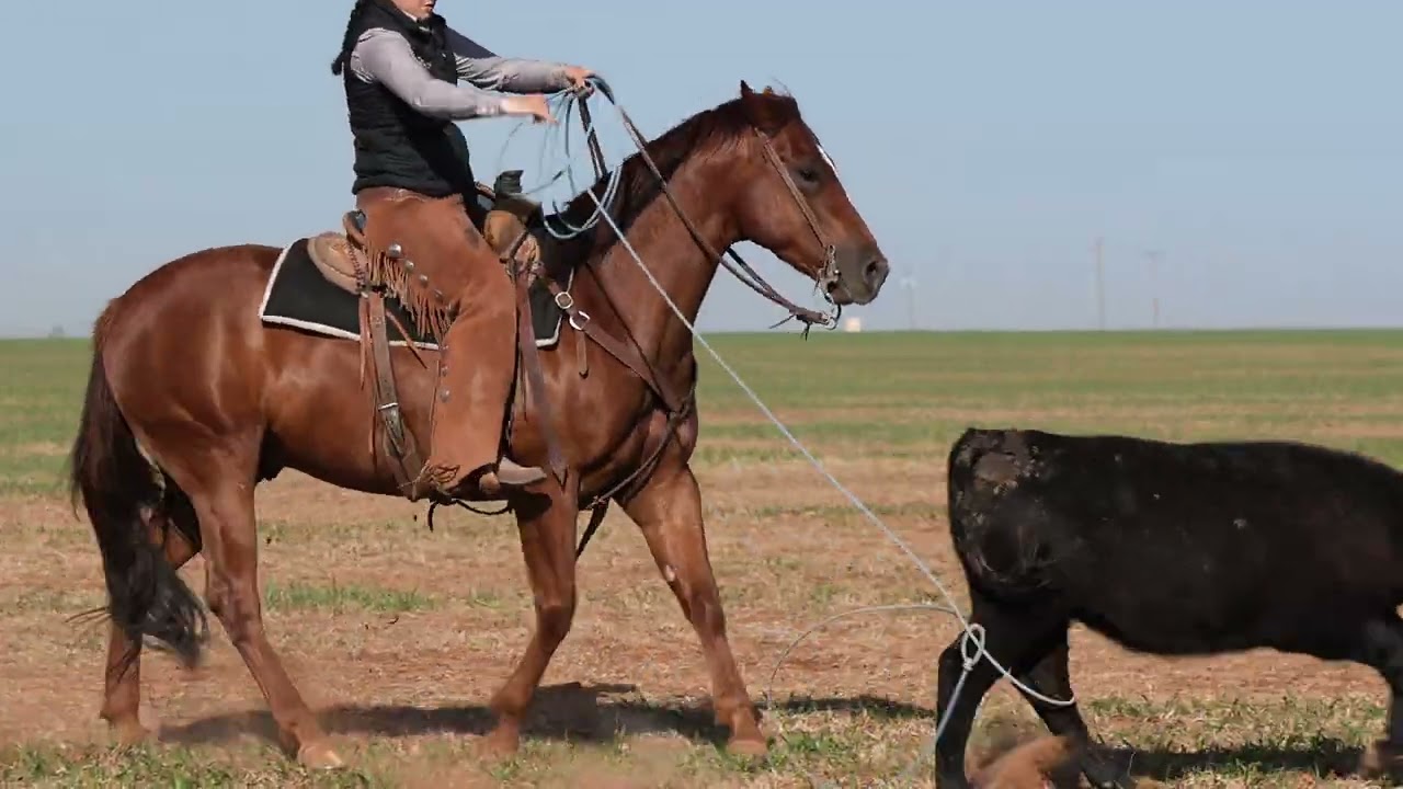 Rope Wheat Pasture Cattle On A Young Horse