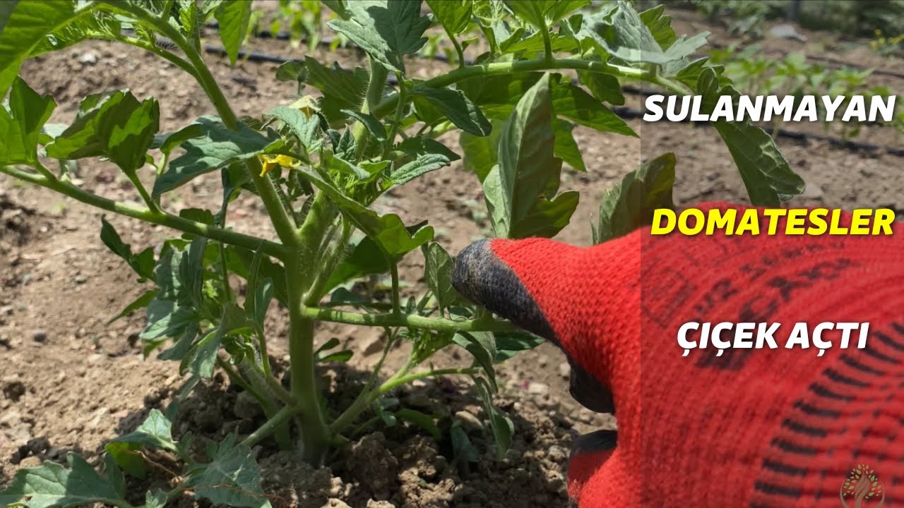 sulamadığımız domatesler çiçek açtı peki sulananlarla farkı ne oldu ?