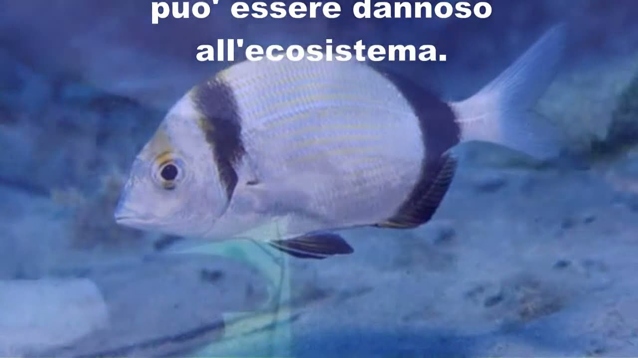 Cilentano.it: Marina di Camerota - Iscolelli la spiaggia che non c'e'