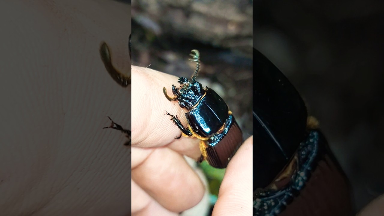 Insetos incr&iacute;veis #insects #bug #shorts
