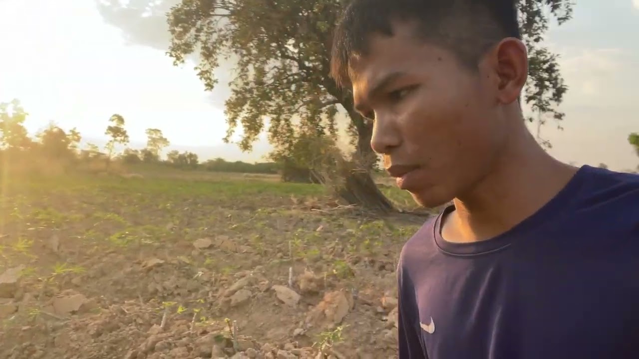 Plants ដំឡូងល្អ តែត្រូវបានបំផ្លាញ់ដោយសត្វគោ