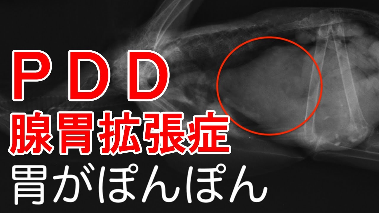 【インコとオウム】獣医師が教えるPDD(腺胃拡張症)について