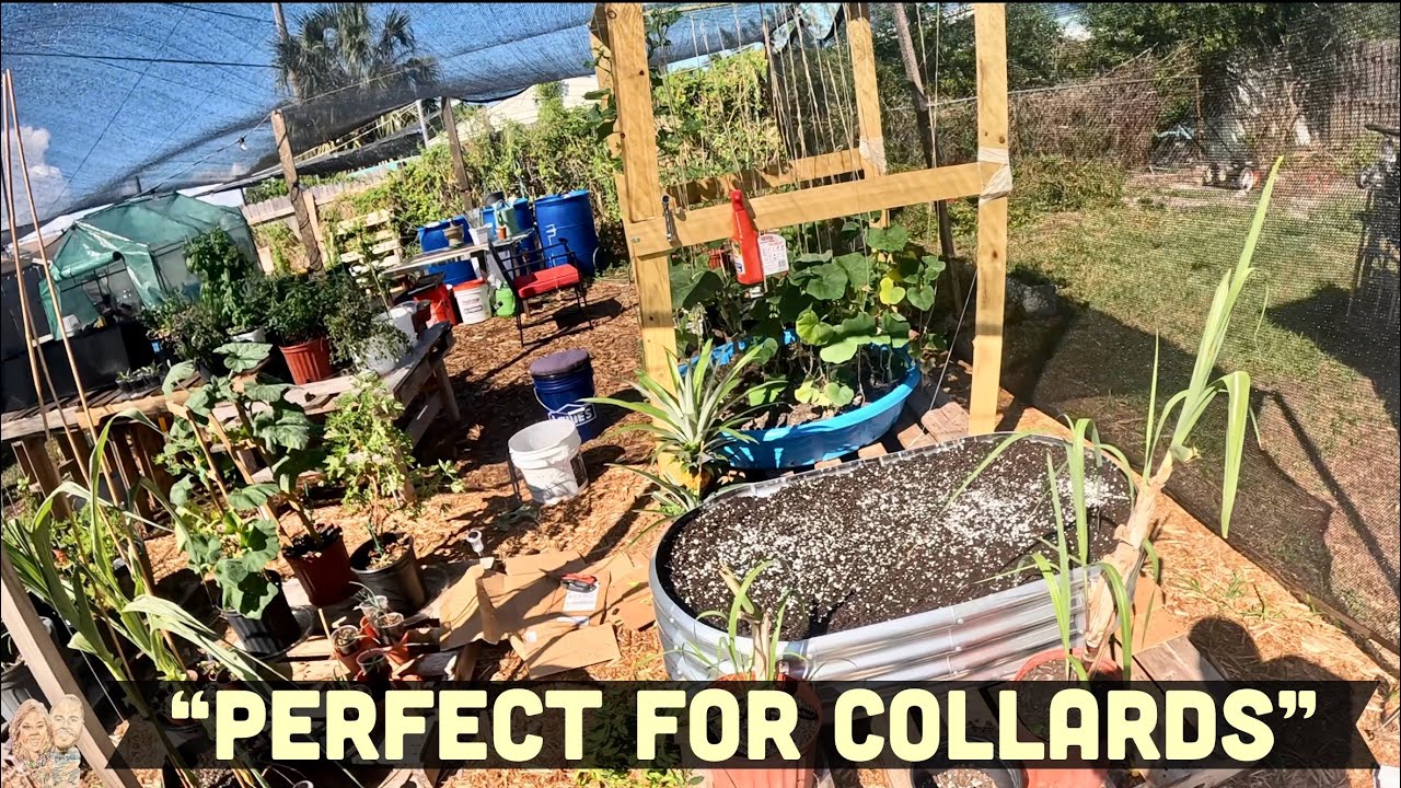 🥬 She Wanted Collard Greens… So I Built THIS for Her ❤️ | Ep.21
