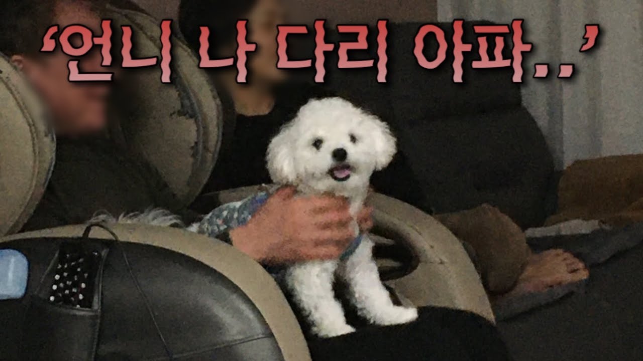 우리 강아지가 깽깽이걸음을 한 이유 #슬개골탈구 #유료광고