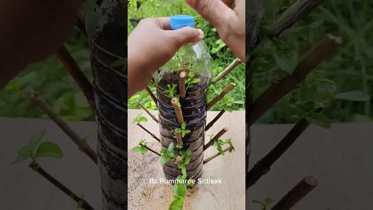 Water bottle and planting trees.